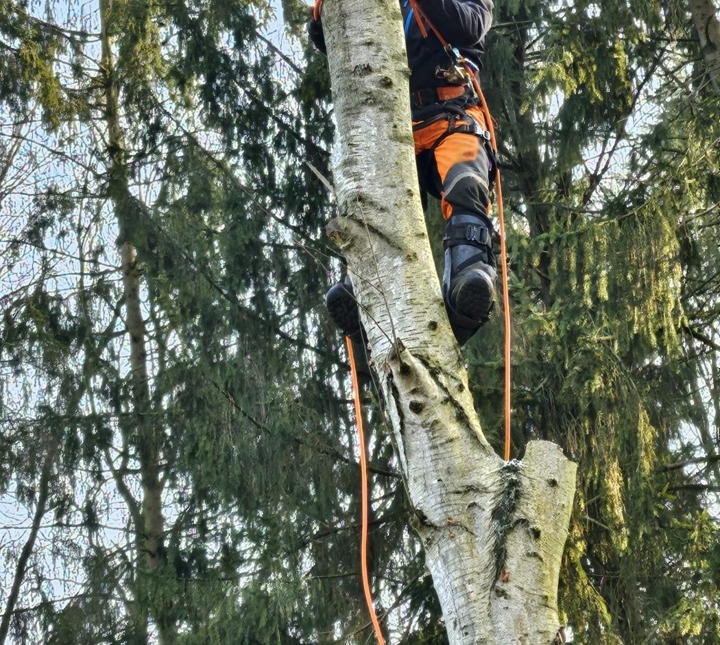 Baumkletterer in Seilzugangstechnik bei der Arbeit hoch oben in einem Baum