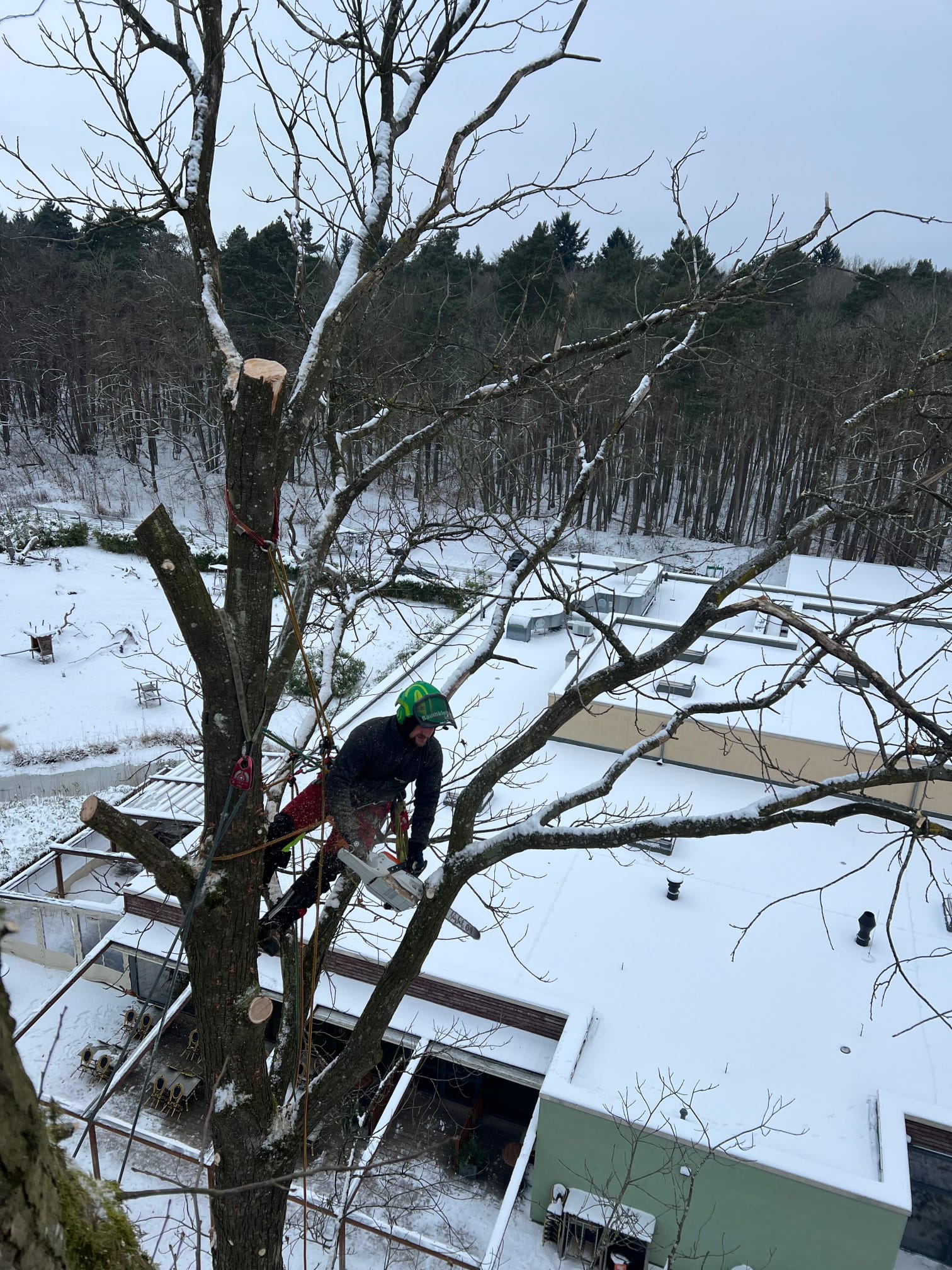 Baumkletterer bei winterlichen Fällarbeiten im Schnee